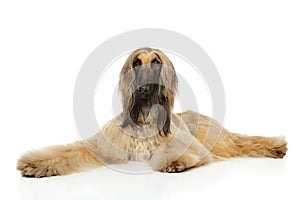 Afghan hound lying on a white background