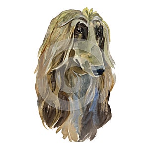 The Afghan hound portrait