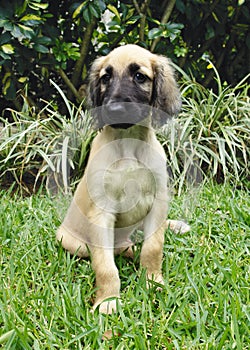 Afghan hound puppy