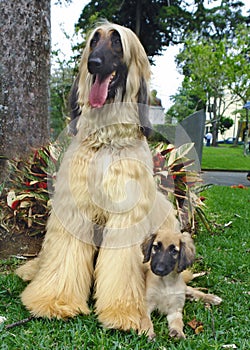 Afghan hound puppy and father