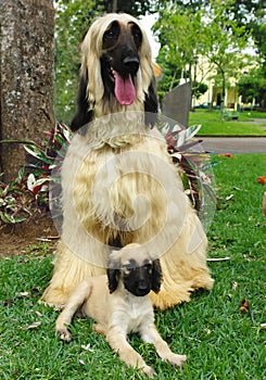 Afghan hound puppy and his dad