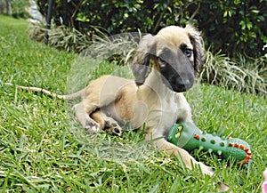 Afghan hound puppy toy