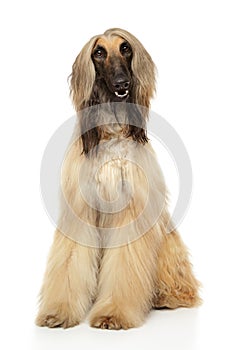 Afghan hound sits on a white background