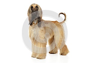 Afghan hound stand on a white background