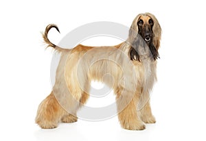 Afghan hound in stand on white background