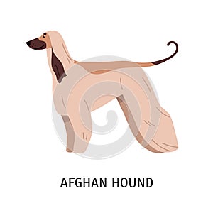 Afghan Hound or Tazi. Gorgeous dog of hunting breed with long hair, side view. Stunning cute purebred pet animal