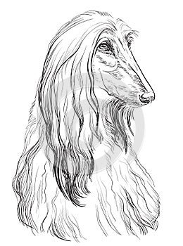 Afghan Hound vector hand drawing portrait