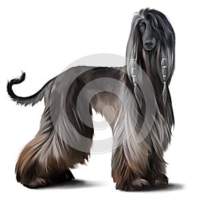 Afghan hound watercolor drawing