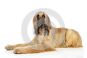 Afghan hound on white background