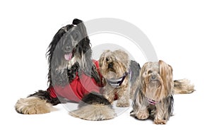 Afghan Hound and Yorkshire dogs photo