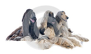 Afghan hounds