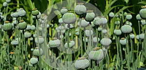 Afghan opium papaver or poppy cultivation as a concept of heroin addiction