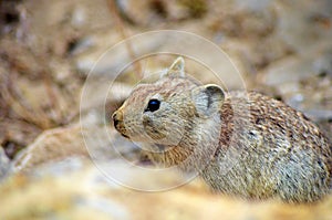 The Afghan pika , Ochotona rufescens wild in nature