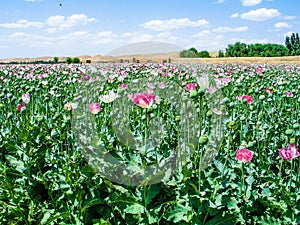 Afghanistan poppy fields