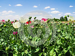 Afghanistan poppyfields