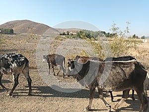 The Afghanistan side trip skinny cow on roaming
