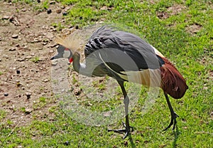 Afican Crowned Crane