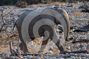 Afican elephant
