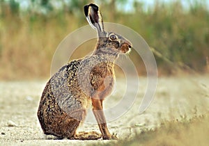 Hare and wildlife and rabbit.