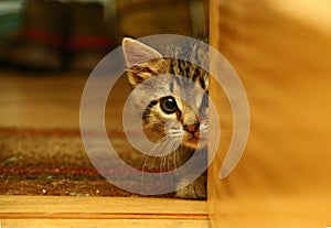 Afraid cat, sneaking and peeking out from behind the door