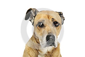 Afraid mixed breed dog in a white background