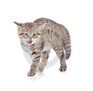 Afraid or scared funny kitten cat isolated