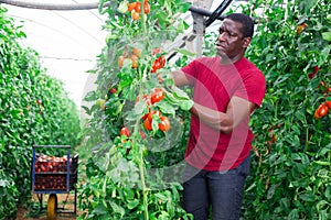 Aframerican farm worker gathering crop of tomatoes in hothouse