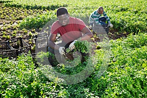 Aframerican worker harvesting parsley on vegetable plantation