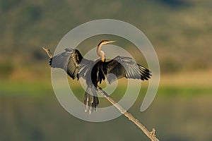 Afrcan Darter ( Anhinga rufa) Pilanesberg Nature Reserve, South Africa