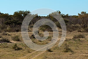 Afrcian bushveld landscape