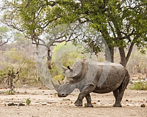 Afrcian white rhinoceros standing in savannah, in Kruger park