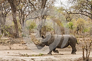 Afrcian white rhinoceros standing in savannah, in Kruger park