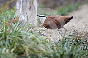 Afrian Jacana bird standing on a path in grassy area