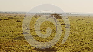 Africa Aerial Shot of Beautiful Masai Mara Savanna Landscape in Kenya, Hot Air Balloon Ride Flight V