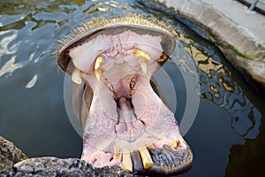 Africa angry hippo is on the water. Hippopotamus amphibius with a wide open mouth displaying dominance and aggression