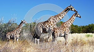 Africa Animal Safari