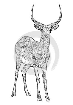 Lechwe, Deer Engraved Illustration, African Wild Animal line art outline photo