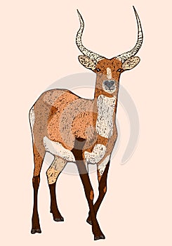 Red Lechwe, Deer Engraved Illustration, African Wild Animal photo