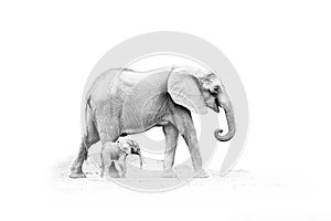 Africa art, black and white. Elephant with young baby.  Elephant at Mana Pools NP, Zimbabwe in Africa. Big animal in the old