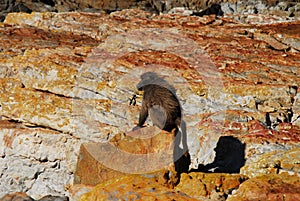 Africa- The Babbons of Cape Point, South Africa