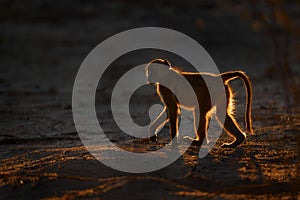 Africa backlight sunset. Chacma baboon, Papio ursinus, monkey from Moremi, Okavango delta, Botswana. Monkey feeding fruits in