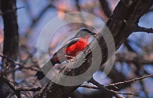 Africa bird-Crimson breasted shrike