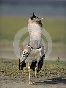 Africa bird-Kori bustard photo