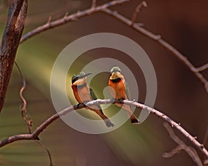 Africa bird-Little bee-eaters photo