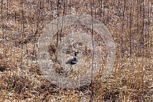 An africa bird walking in the grass in the highveld