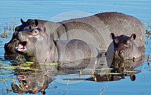 Africa Botswana Okovango Delta Common Hippopotamus Family in Pond at Sunset