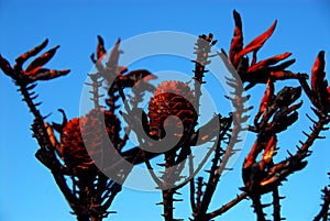 Africa- Burned Fynbos Near Capetown, South Africa