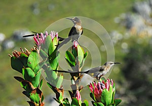 Africa- Cape Sugarbirds Feeding on Queen Proteas