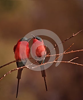 Africa- Carmine bee-eaters