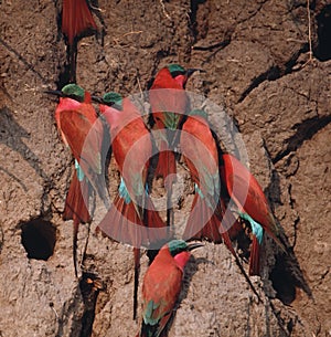 Africa-Carmine bee eaters photo